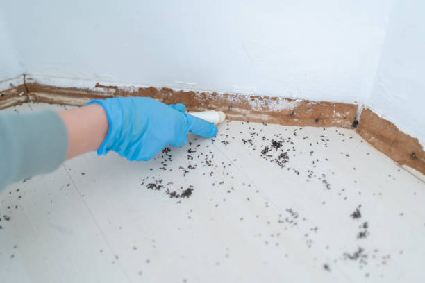Best Flea Control Services  in Marthasville, MO